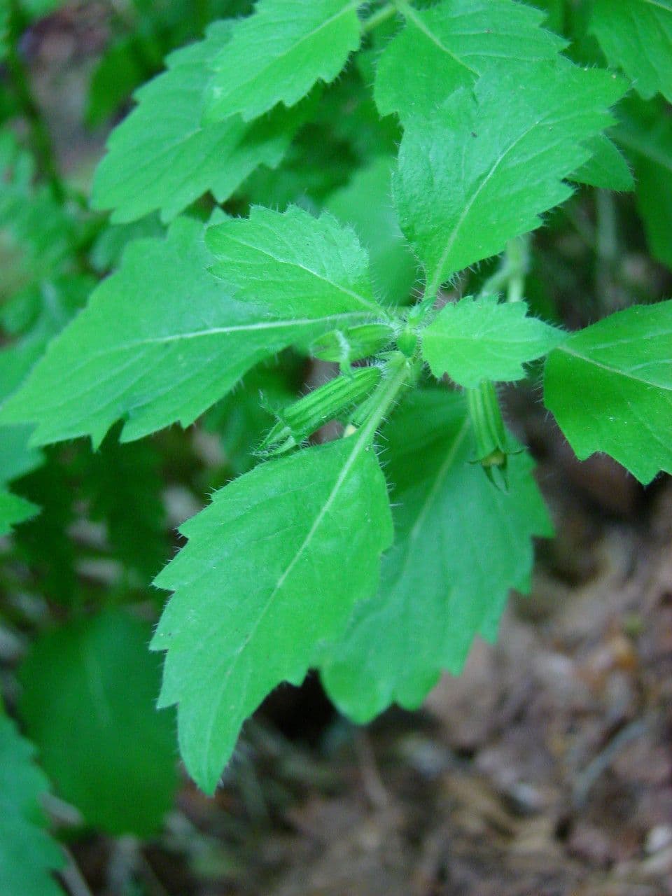 Nepitella maggiore 25