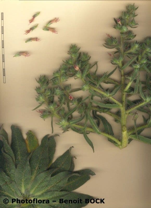 Echium asperrimum 25