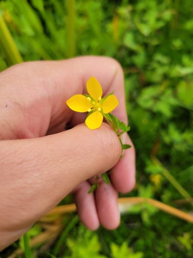 Ludvigia 3