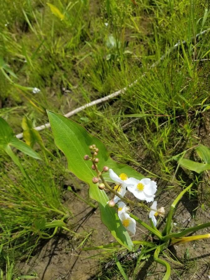 Sagittaria rigida 6