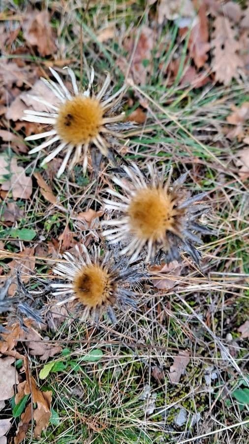 Carlina comune 7
