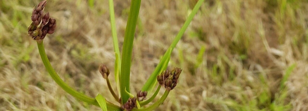 Juncus anceps 4