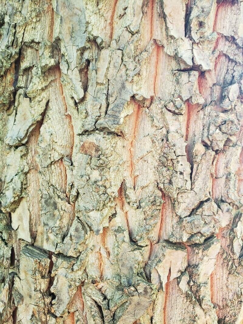 Karolinischer Schneeballbaum 23