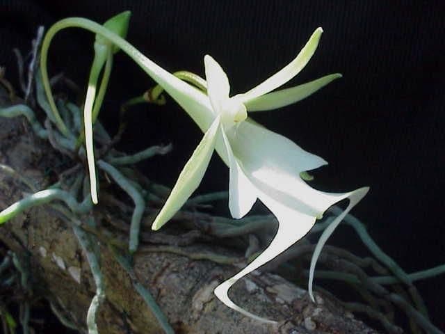 Dendrophylax 4