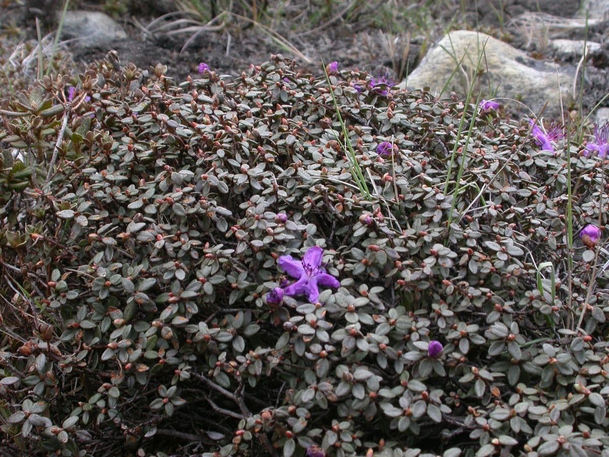 Alpenrose 7