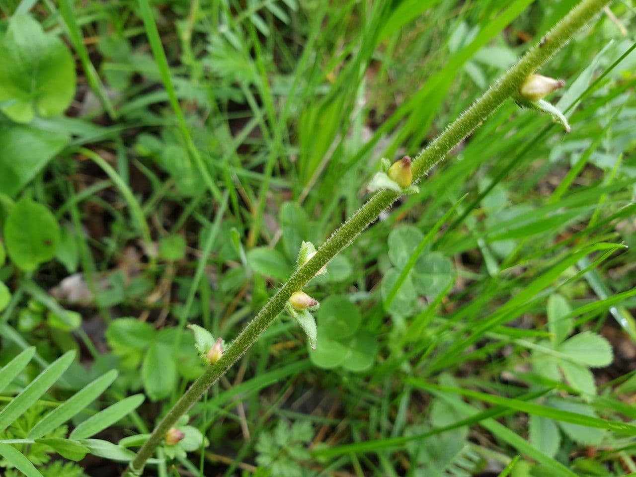 Sassifraga bulbifera 17