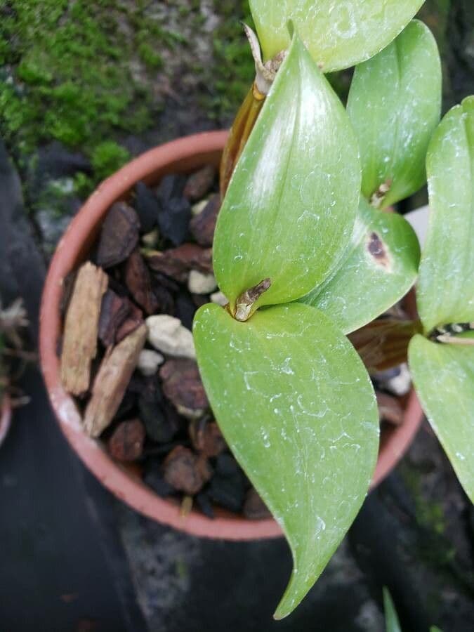 Dendrobium 4