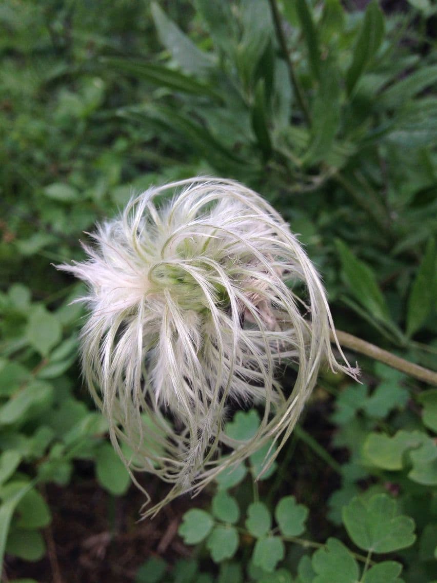 Clematis occidental