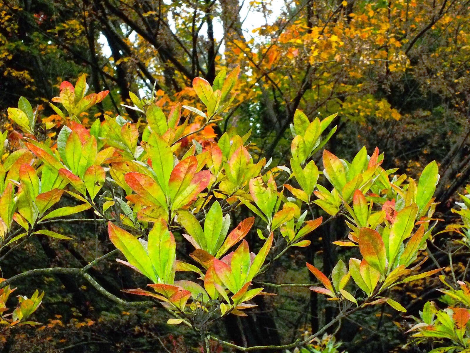 Azalea occidentale 15