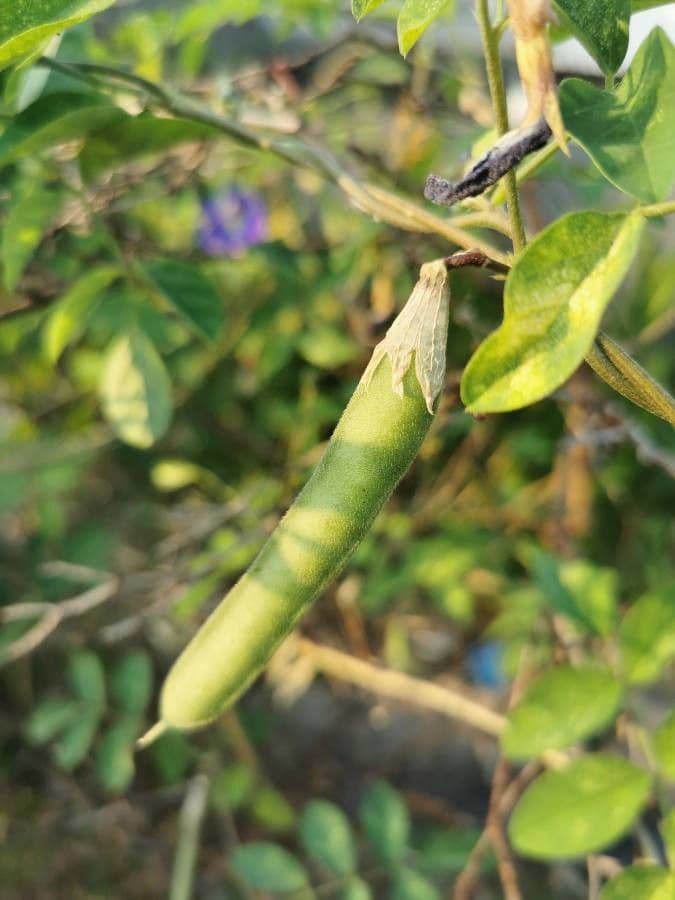 Clitoria ternatea 3