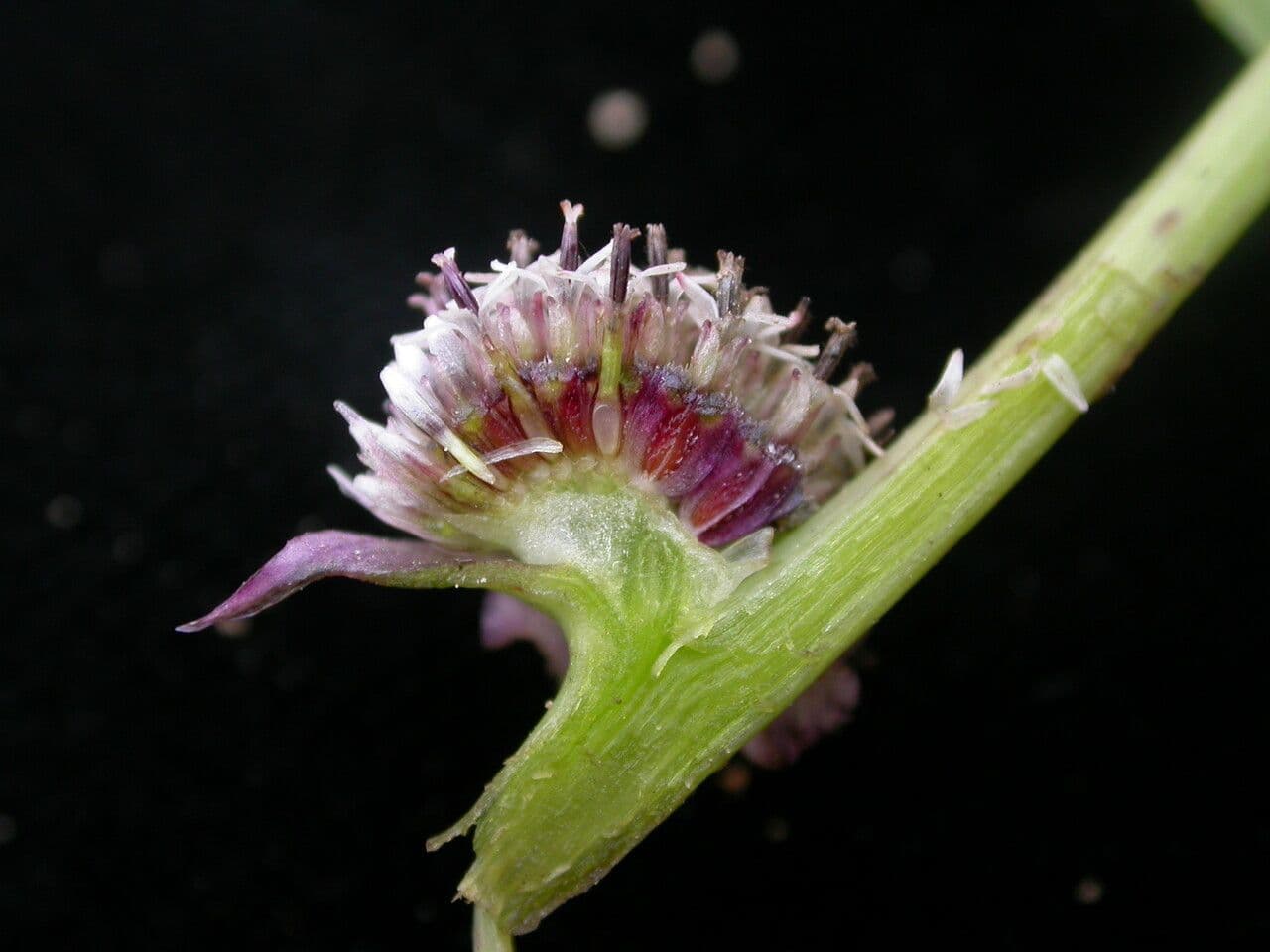 Caesulia 10