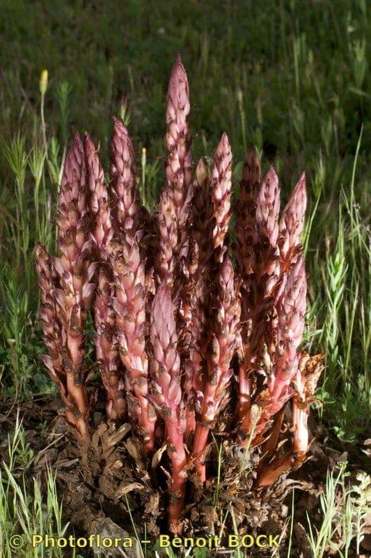 Orobanche a squame larghe 12
