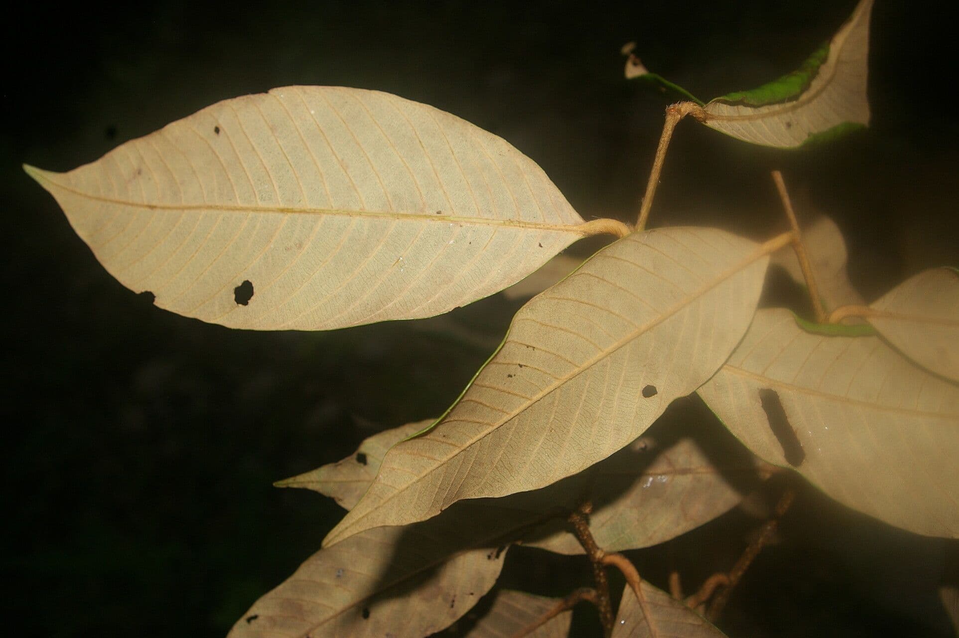 Parinari excelsa 3