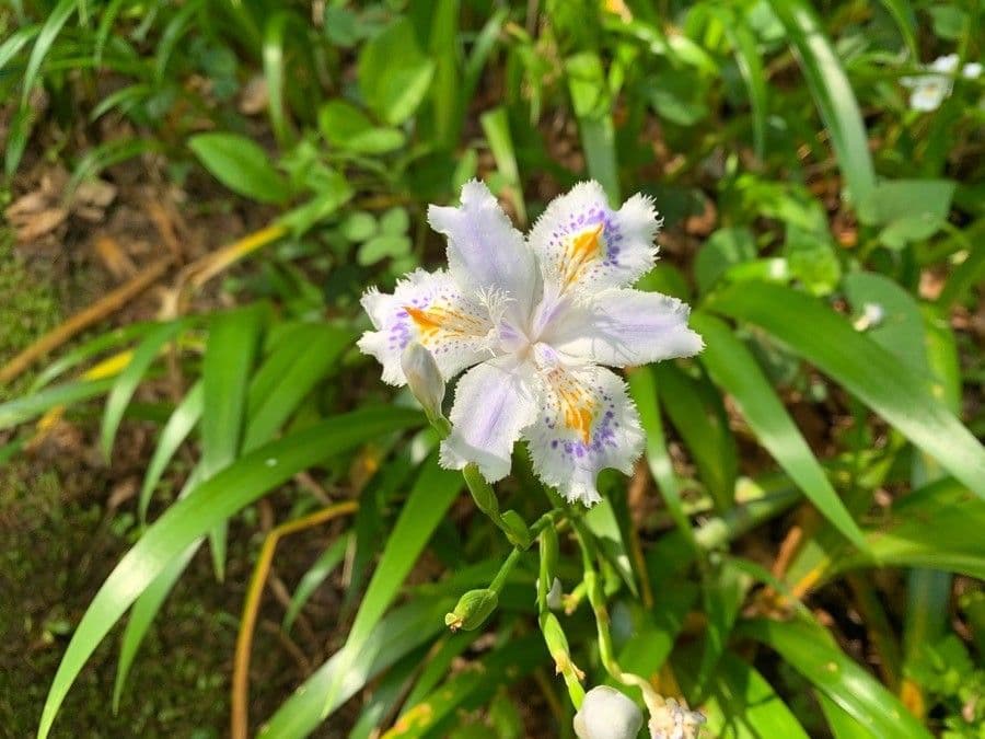 Iris japonés