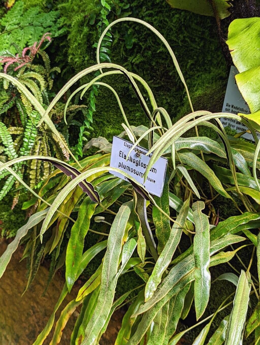 Elaphoglossum 3