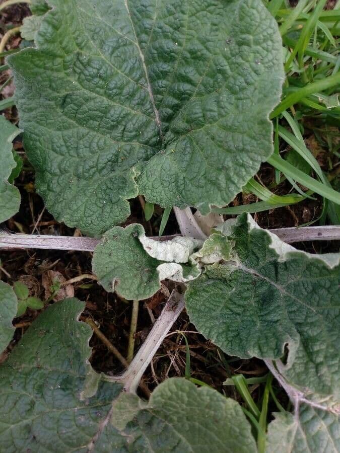 Salvia argentea 19