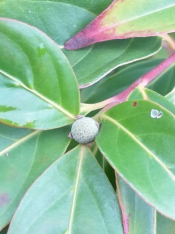 Cornus 3