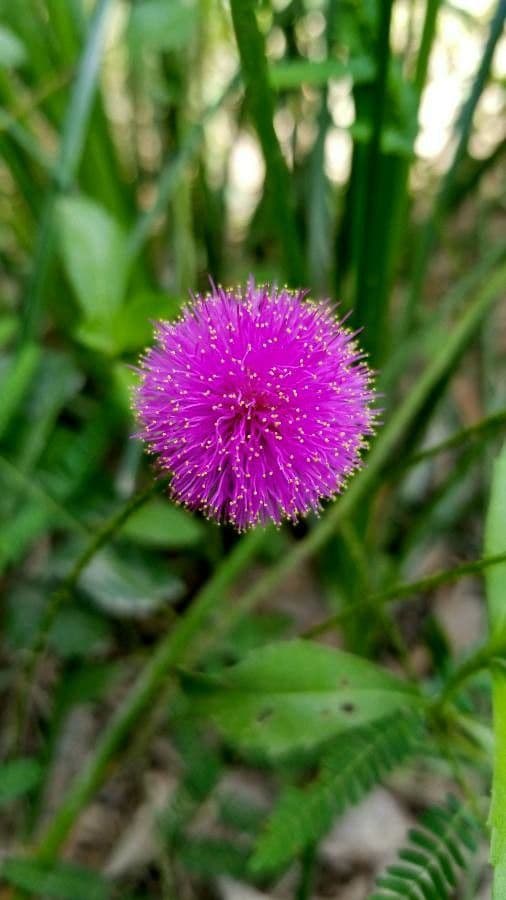 Mimosa quadrivalvis 2
