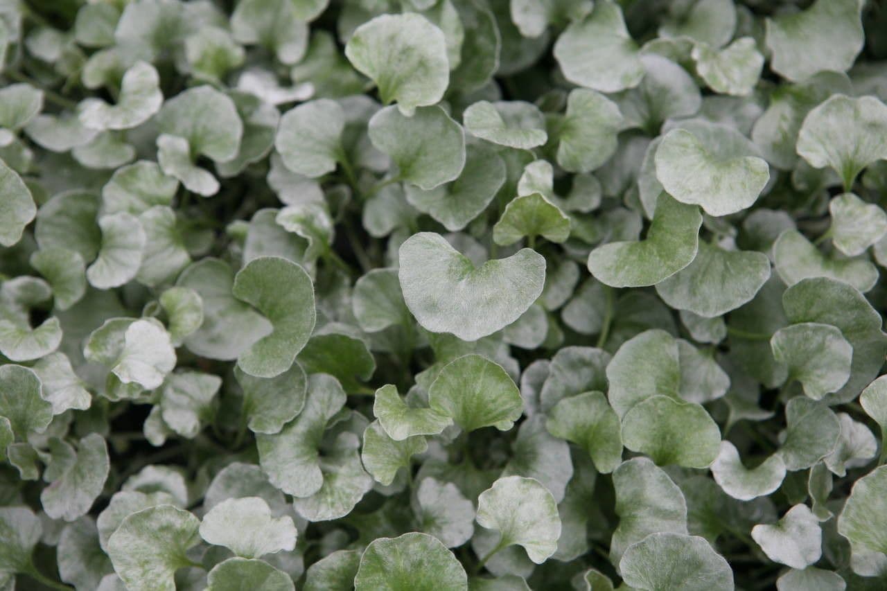Dichondra argentea 17