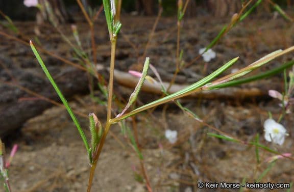 Gayophytum 5