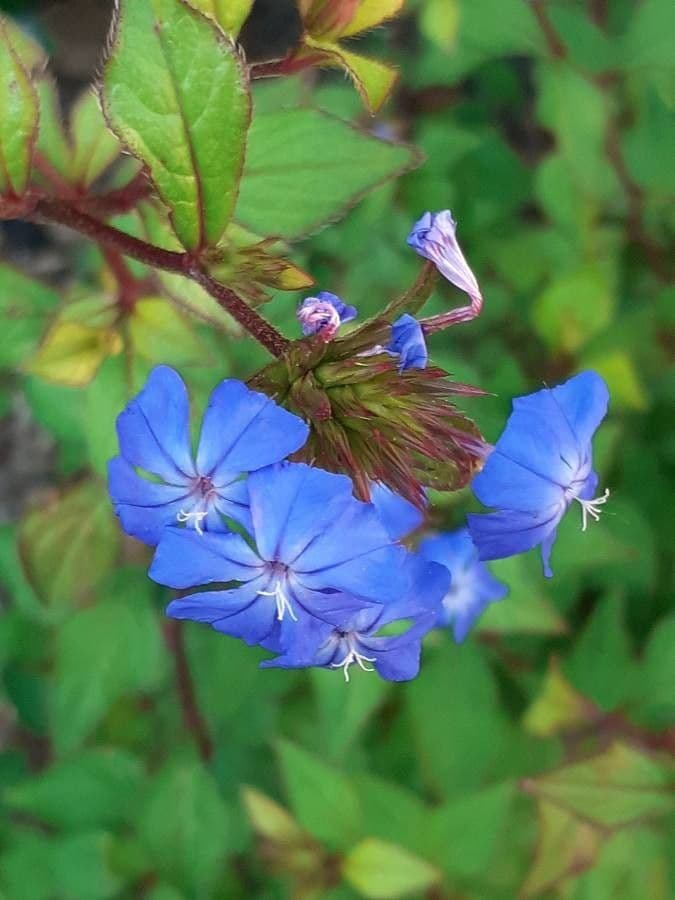 Ceratostigma 7