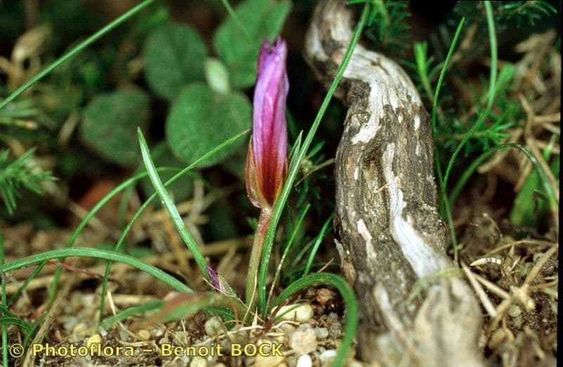 Romulea bulbocodium 3