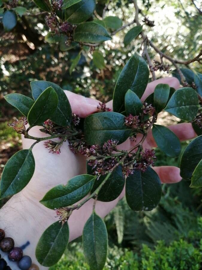 Distylium racemoso 2