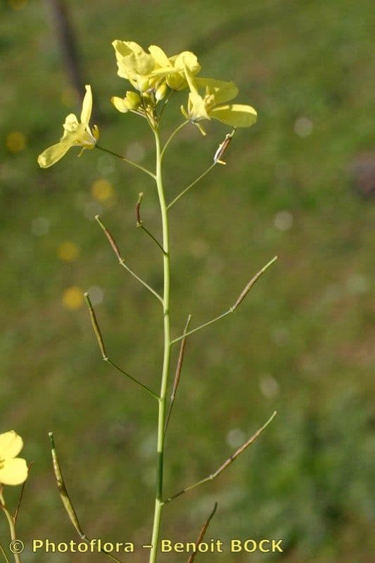 Diplotaxis catholica 21