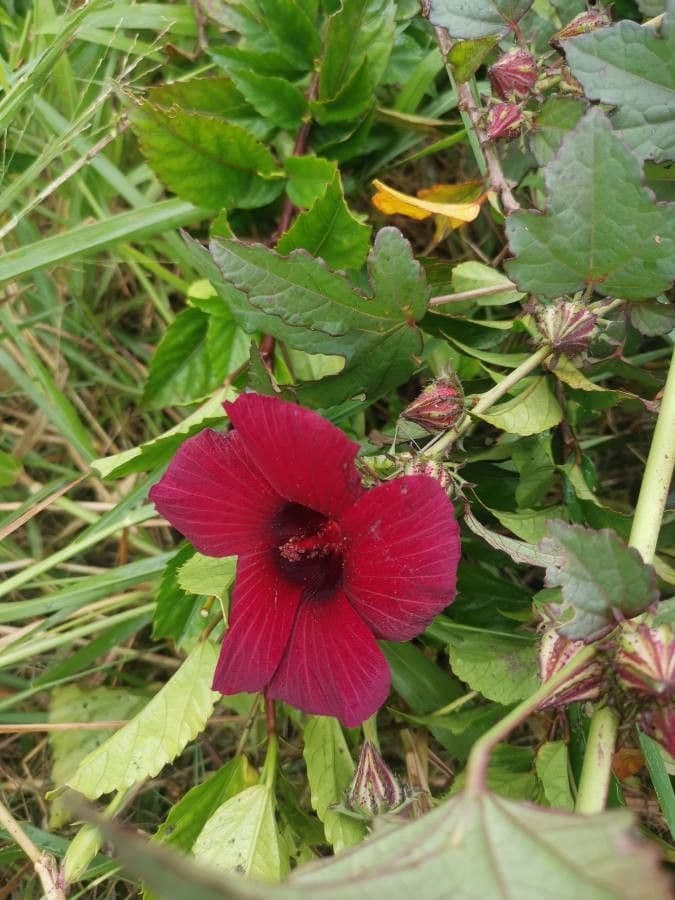 Monarch rosemallow