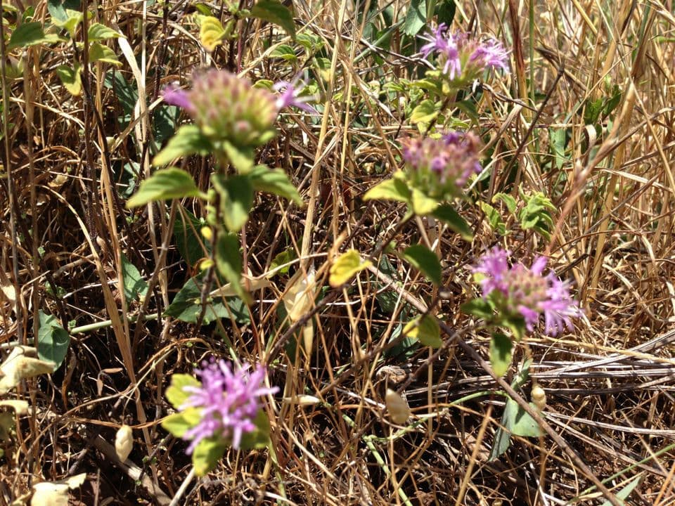 Monardella villosa 12