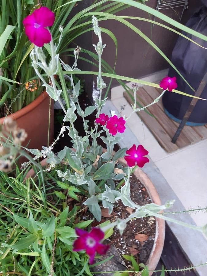 Silene coronaria 29