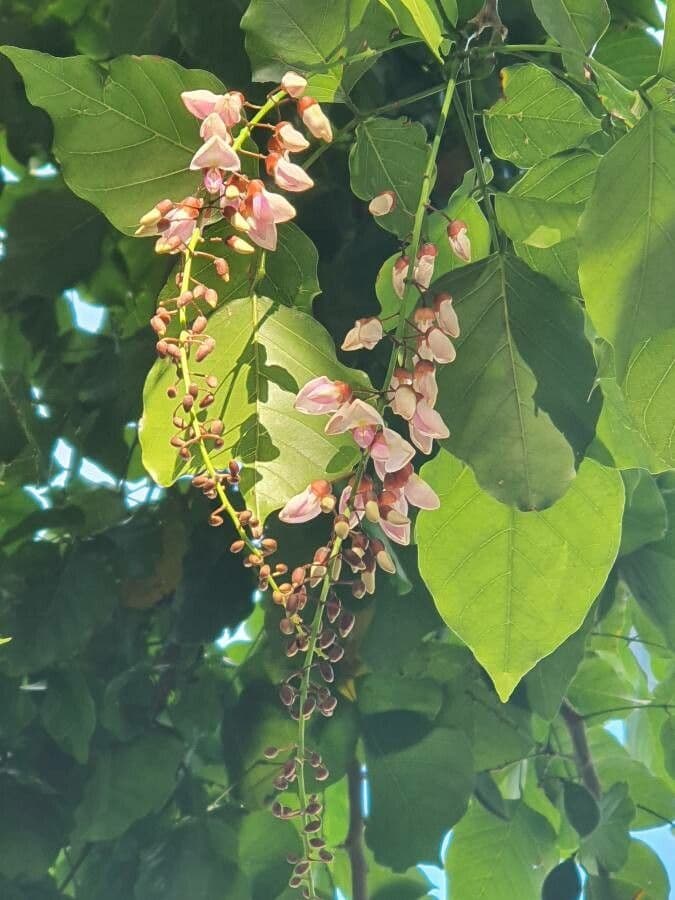 Pongamia 7