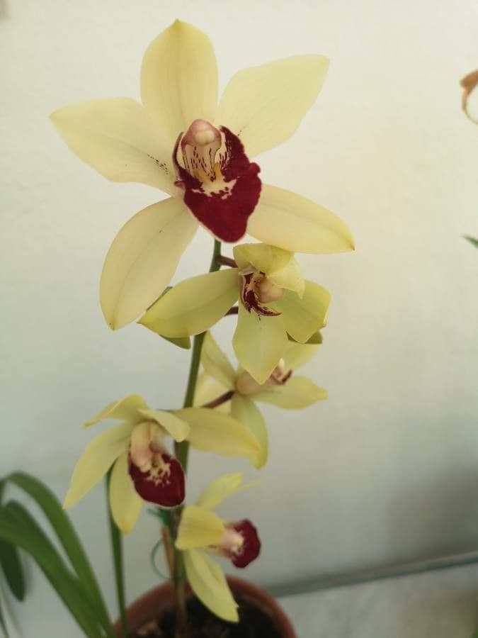 Dendrobium 3