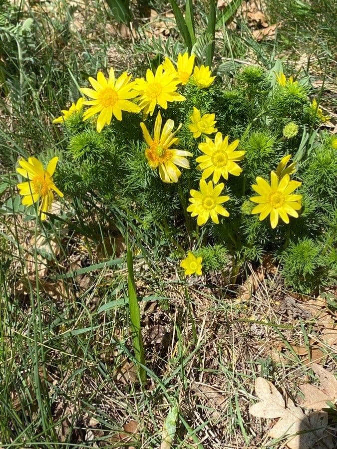 Adonide primaverile 12
