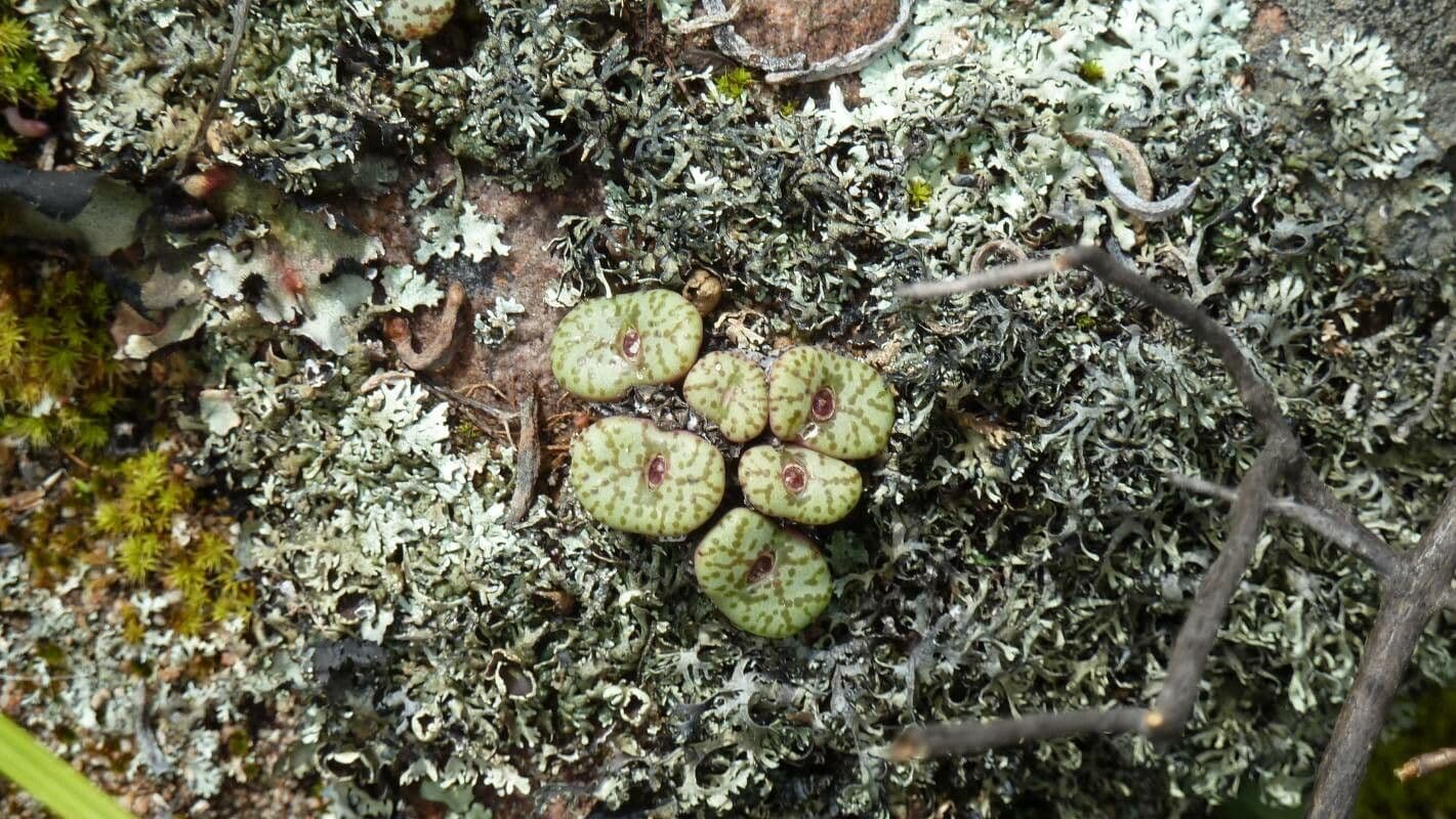 Lebende Steine 4