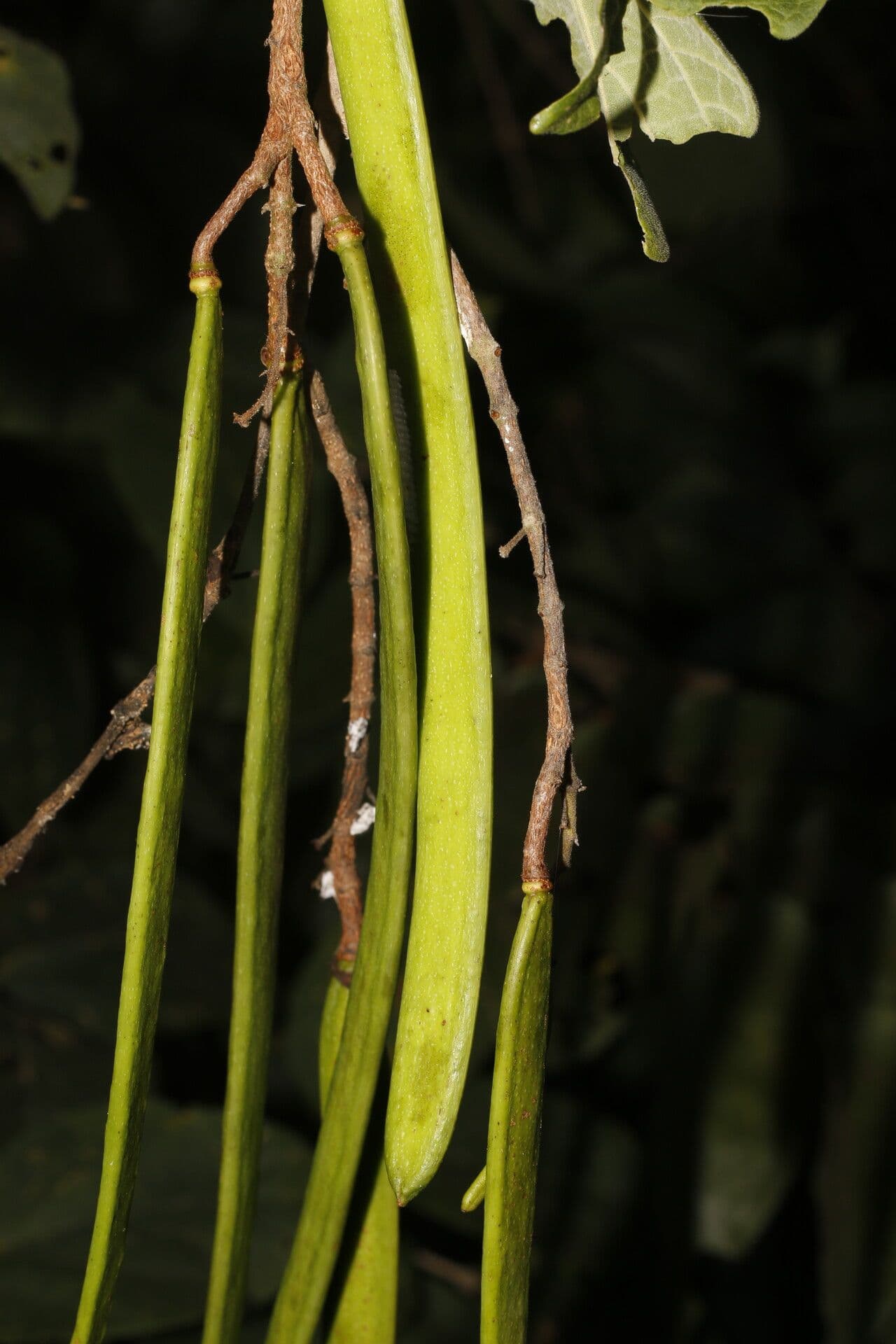 Fridericia 3