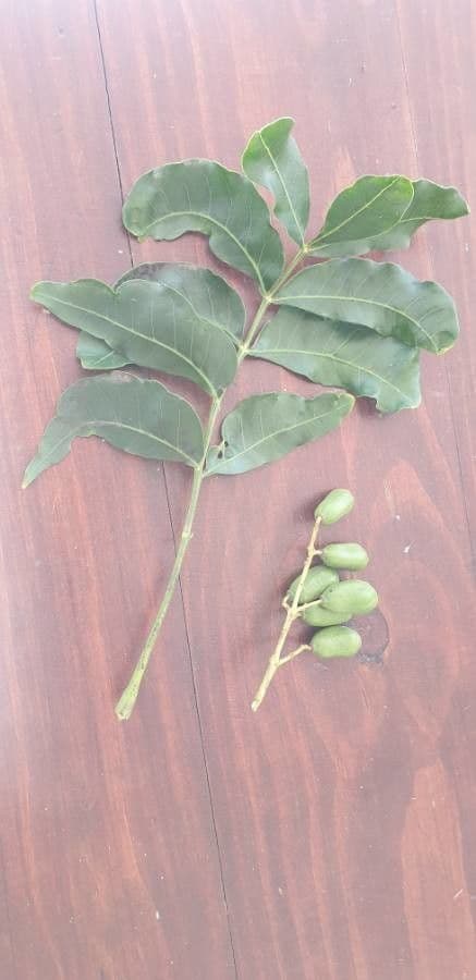 Ekebergia 4