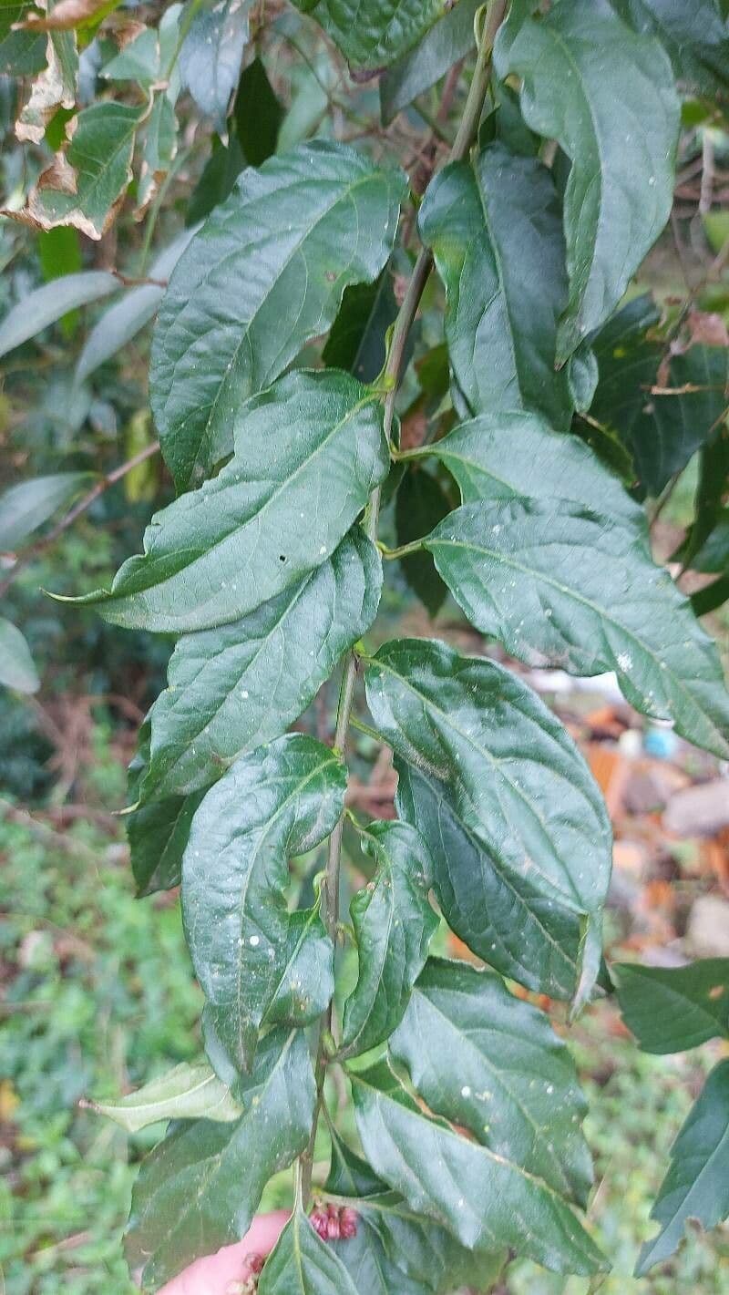 Chamissoa Altissima 12