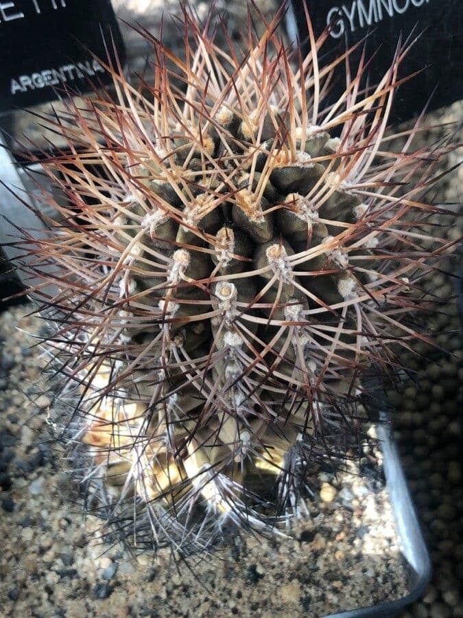 Gymnocalycium 7