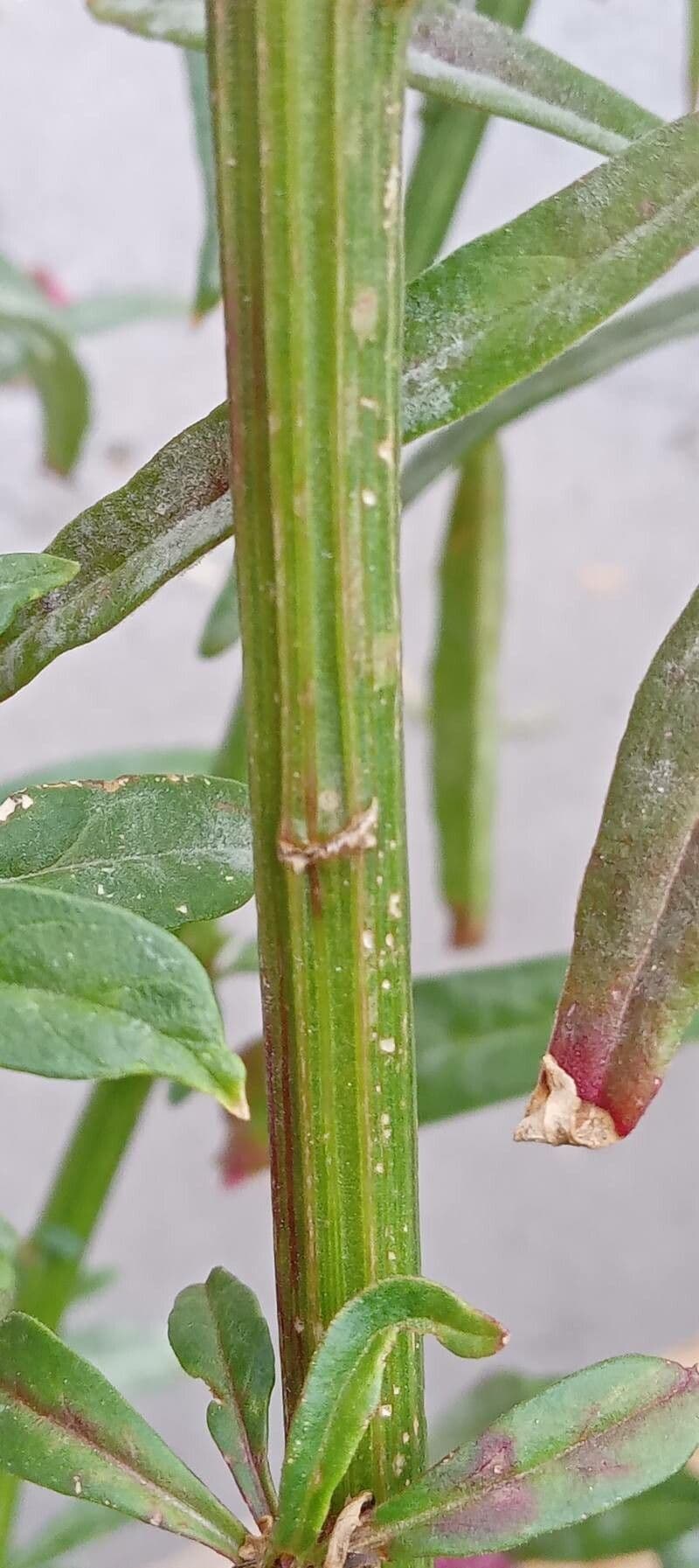 Celosia argentea 24