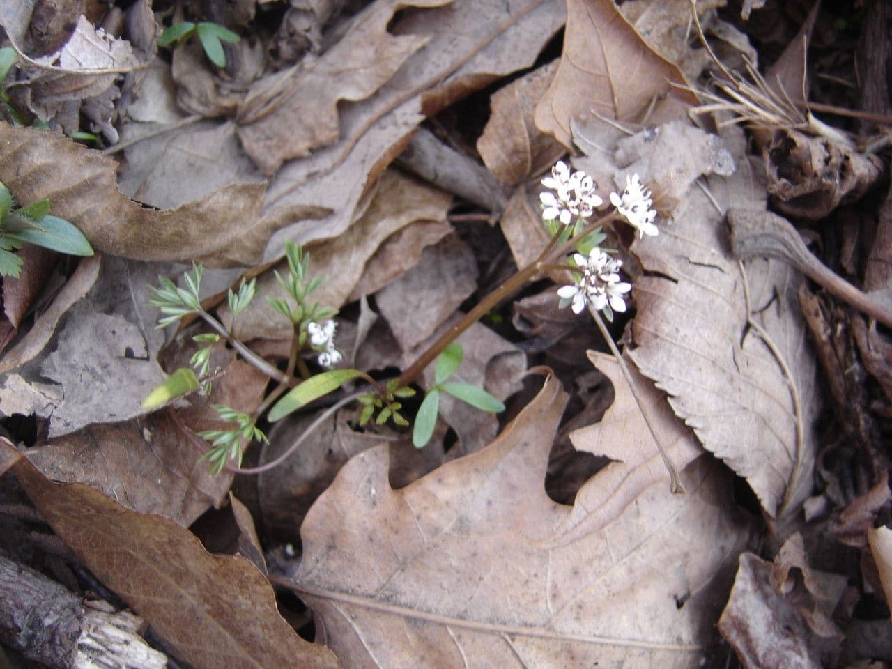 Erigenia bulbosa 10