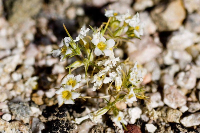 Linanthus basso