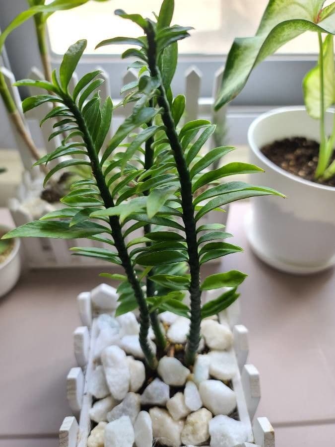Appendicula 15