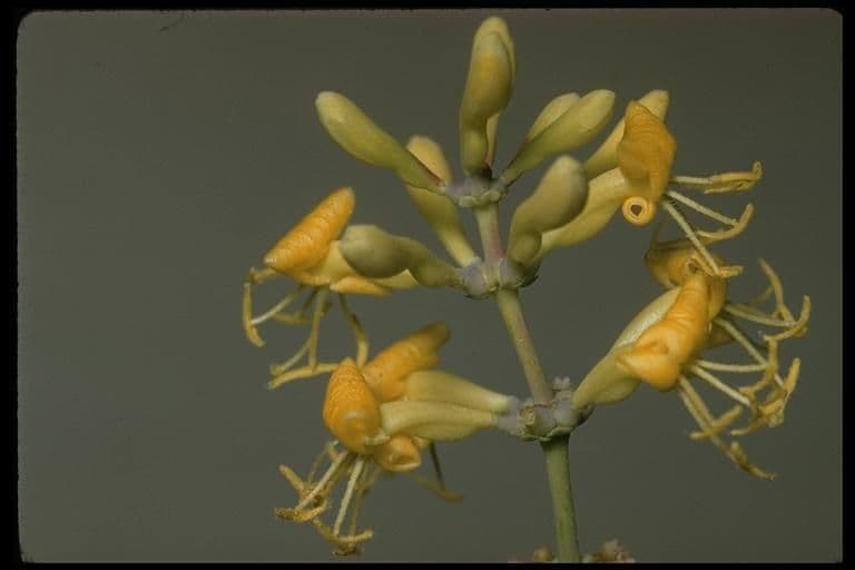 Caprifoglio 3
