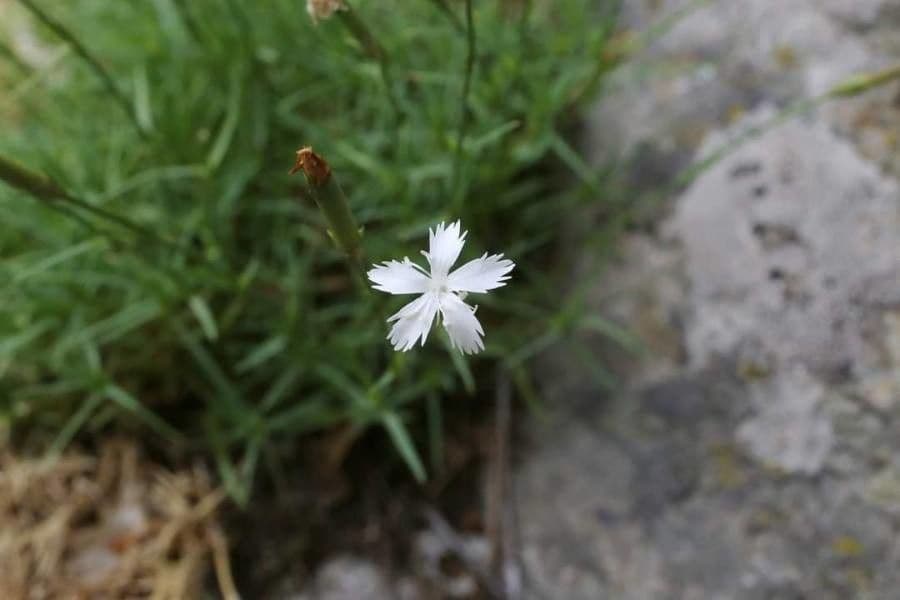 Dianthus 4