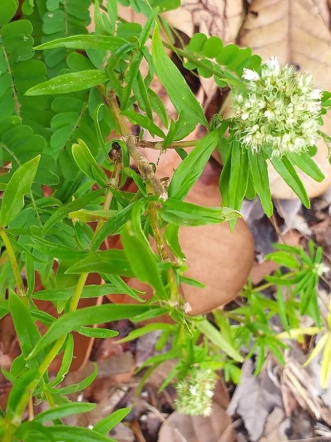 Spermacoce verticillata 16