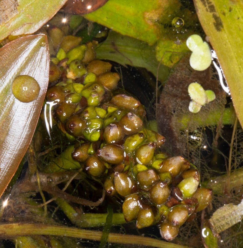 Brasca nodosa 5