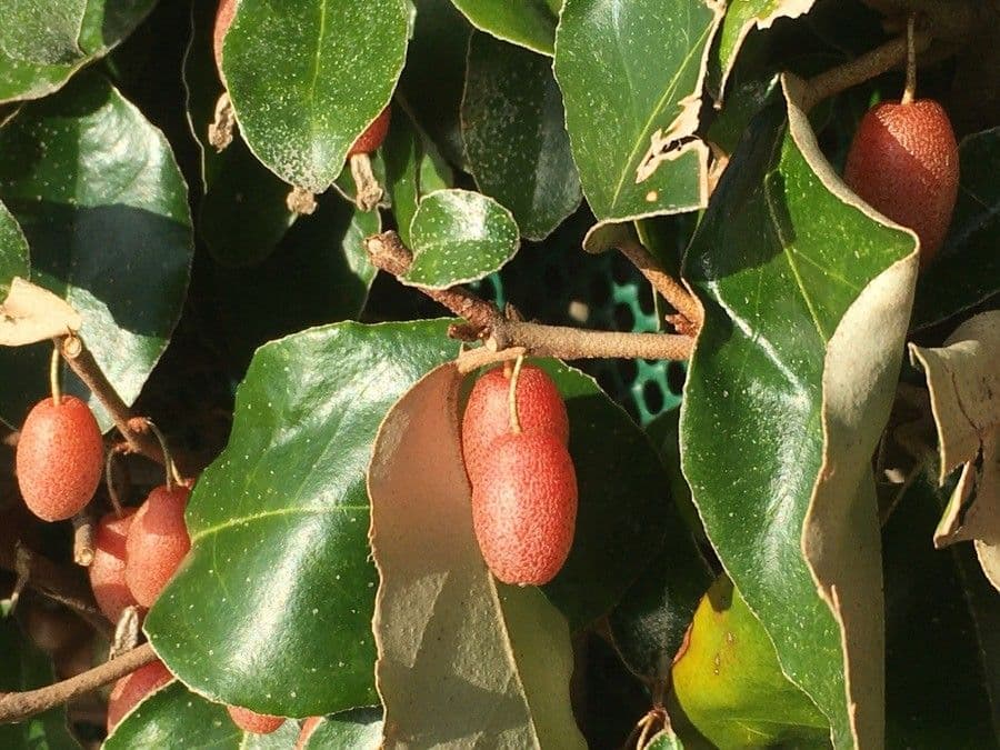Elaeagnus