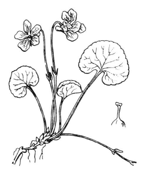 Viola palustre 25