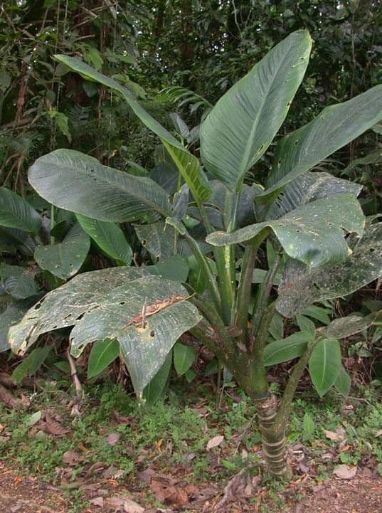 Dieffenbachia 14